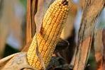 Ear of Corn in Field
